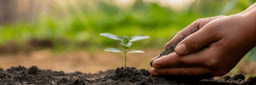 Planting