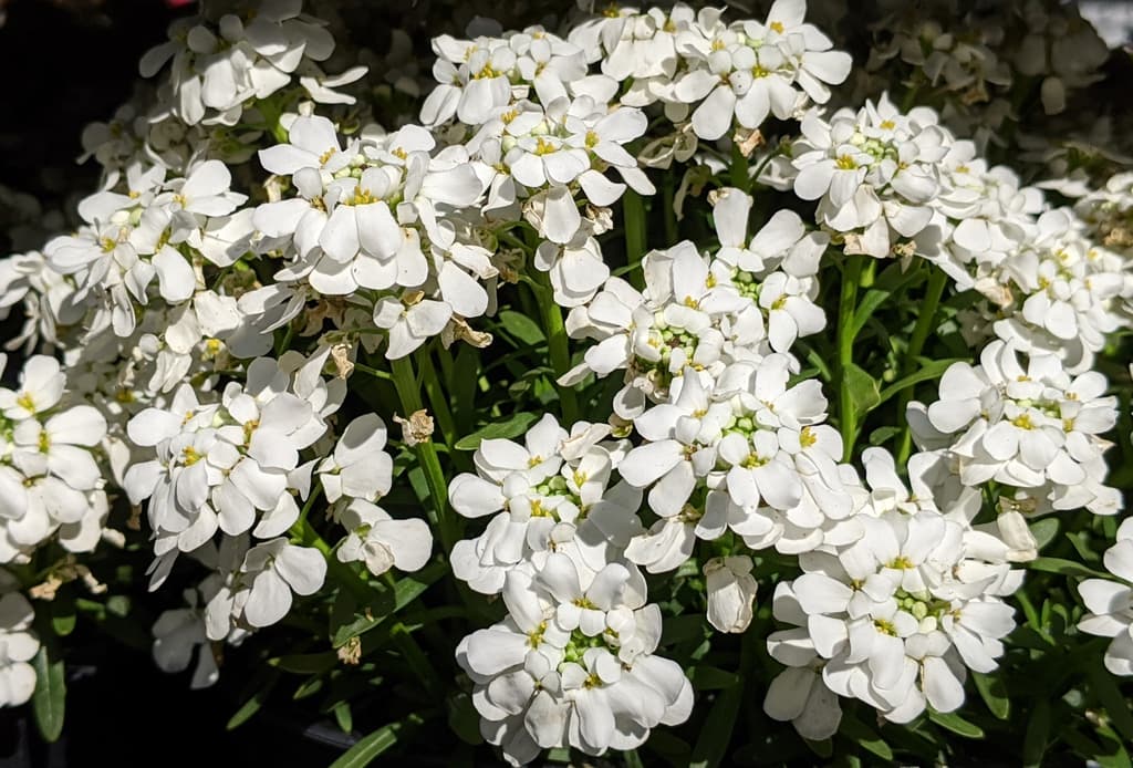 Iberis sempervirens