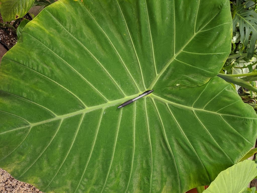 Alocasia x 'Calidora'
