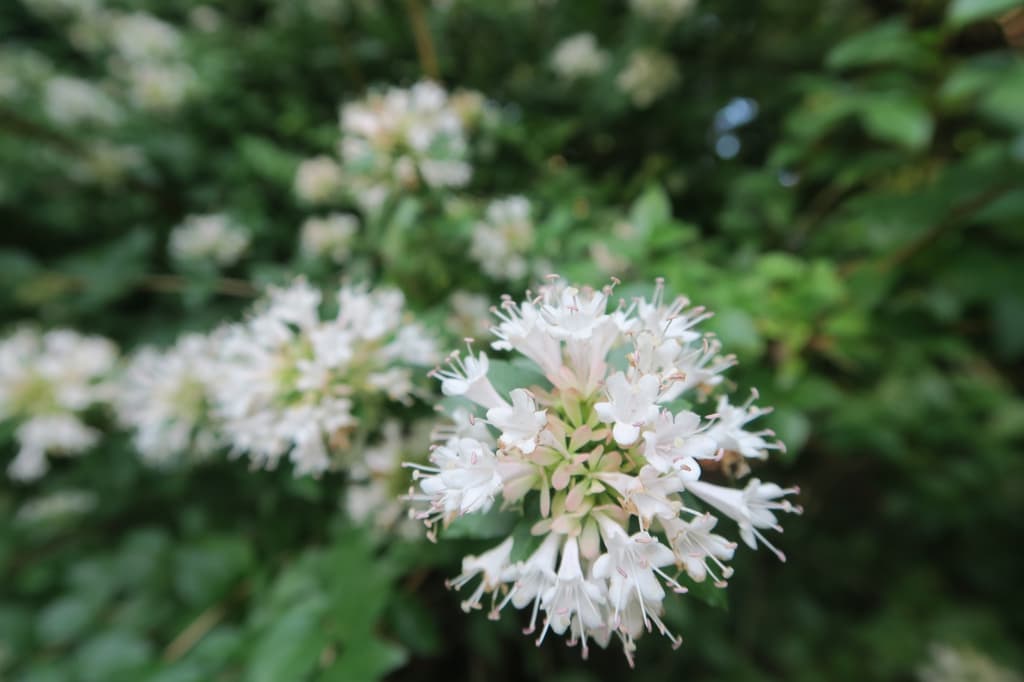 Linnaea chinensis
