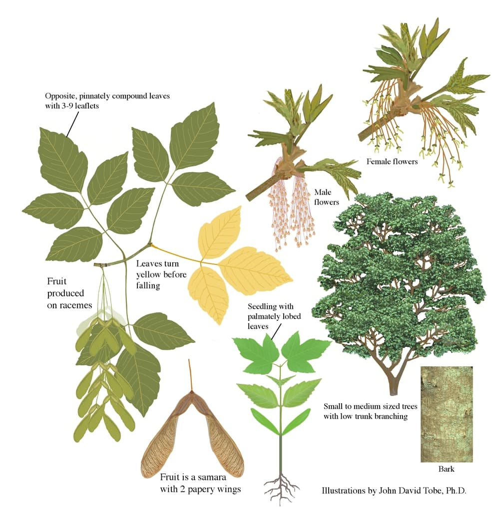 Illustration of all the details of this species.