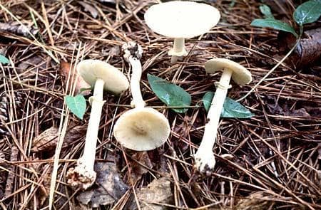 Amanita gemmata