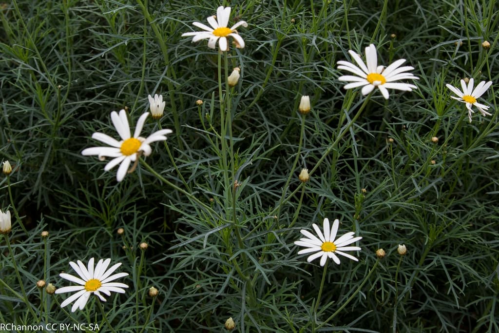 Argyranthemum foeniculaceum