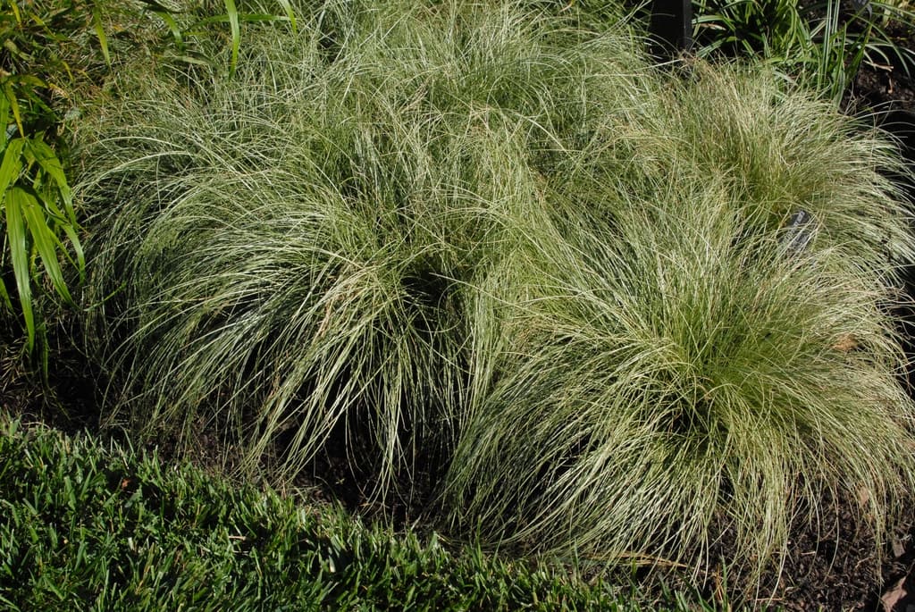Carex comans