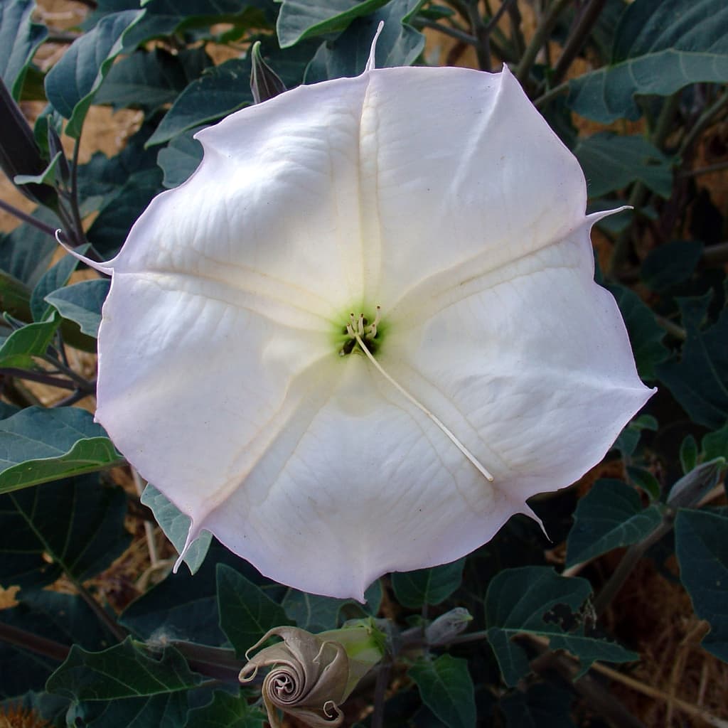 Flower close up