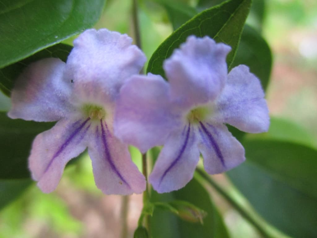 Flower detail