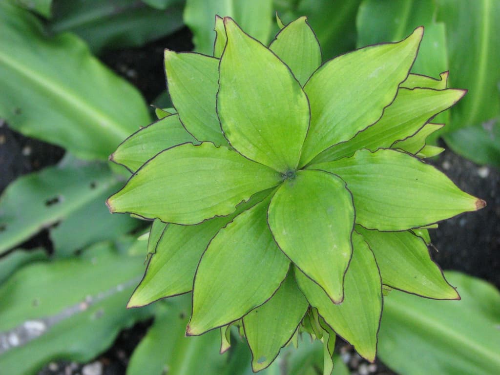 Eucomis bicolor
