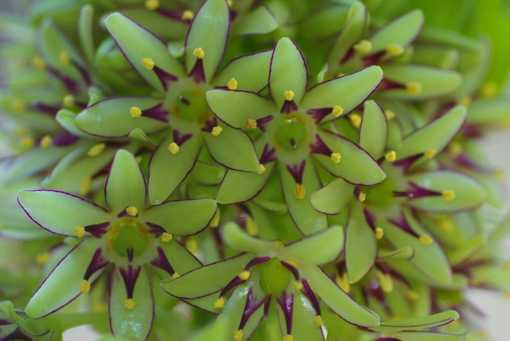 Eucomis bicolor