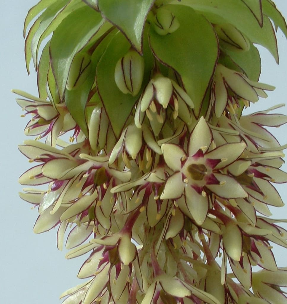 Eucomis bicolor