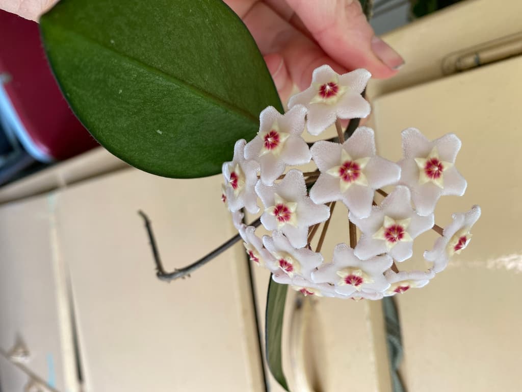 Umble inflorescence