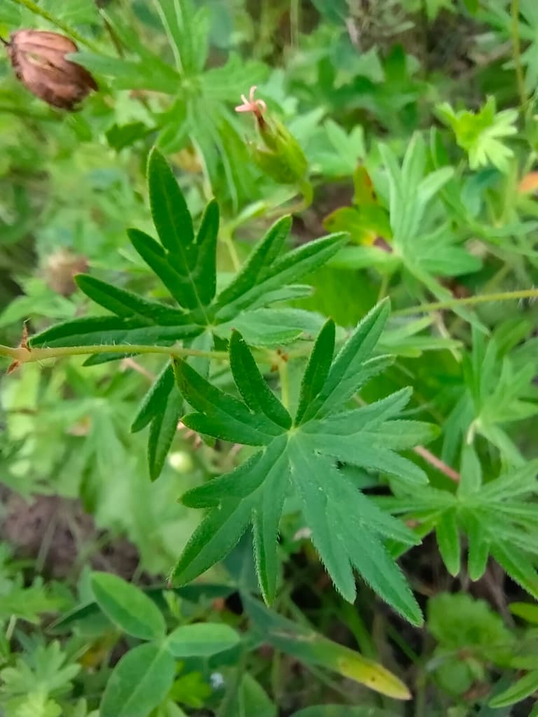 Leaves