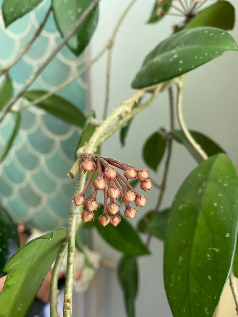 Hoya carnosa