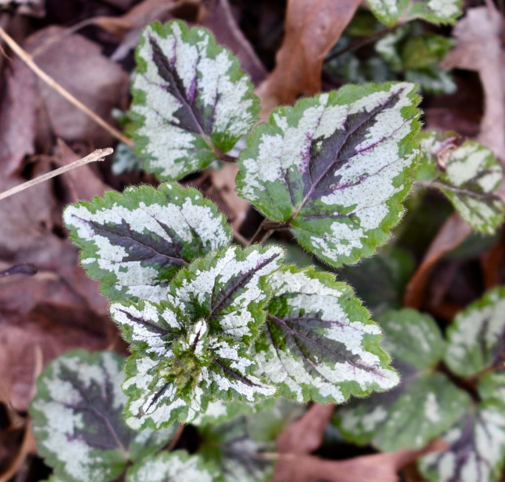 Leaves - March 11 - Wake Co., NC