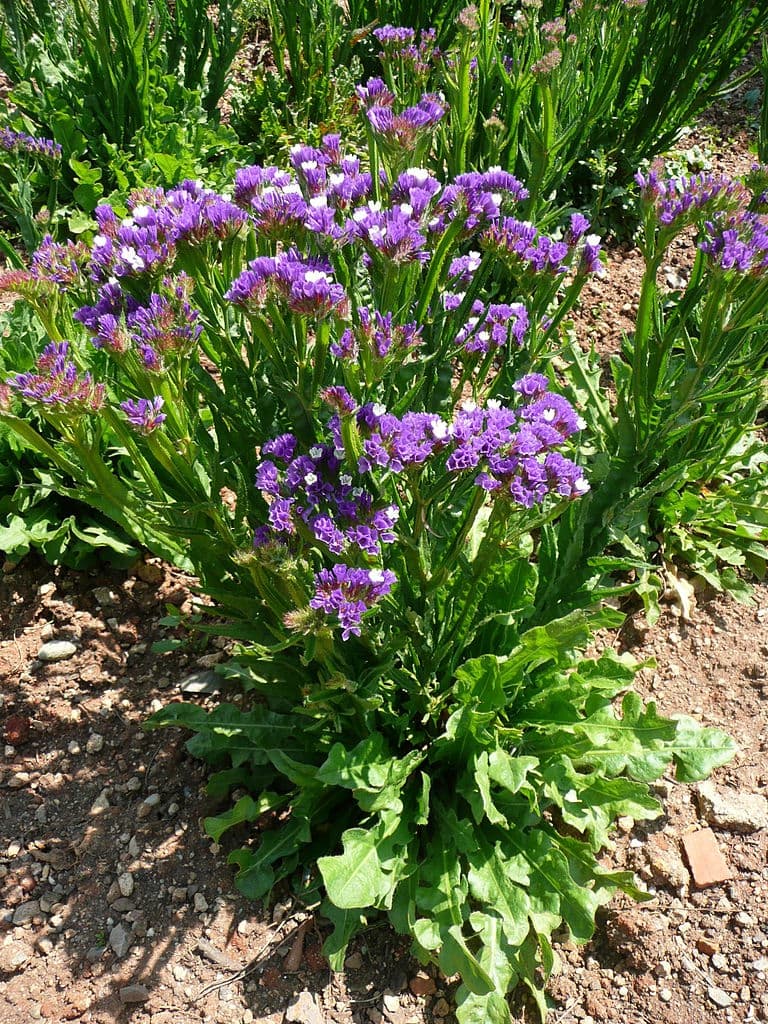 Form