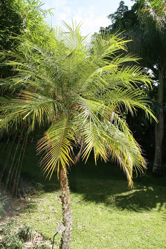 Form
