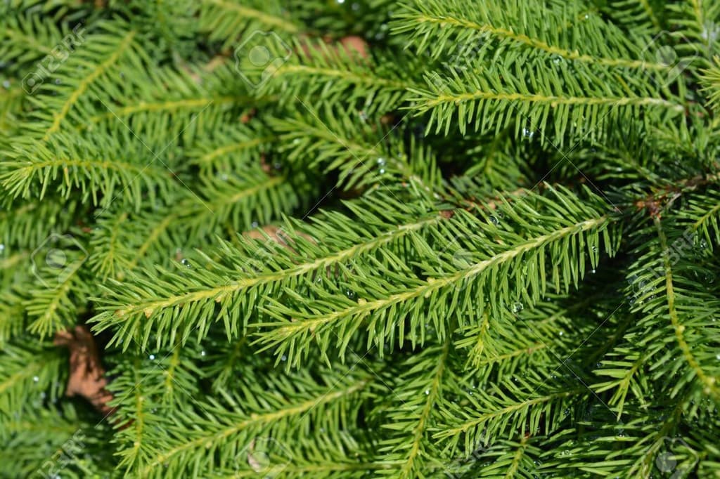 Picea abies "Nidiformis'