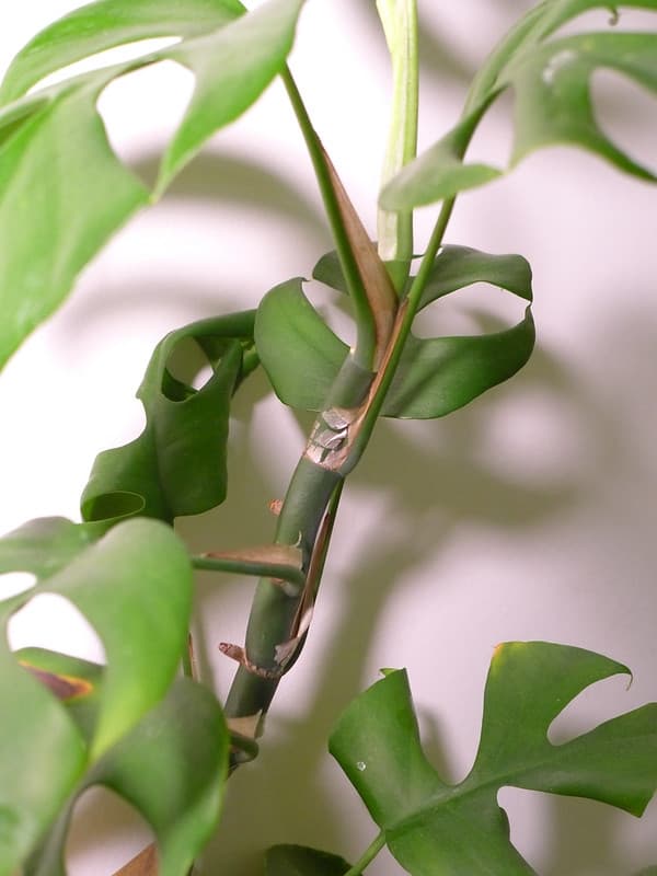 Close-up of stem and the petioles which have papery margins.