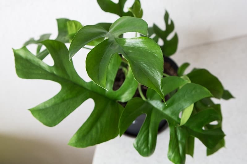 Close-up on lobed leaves like Monstera deliciosa.