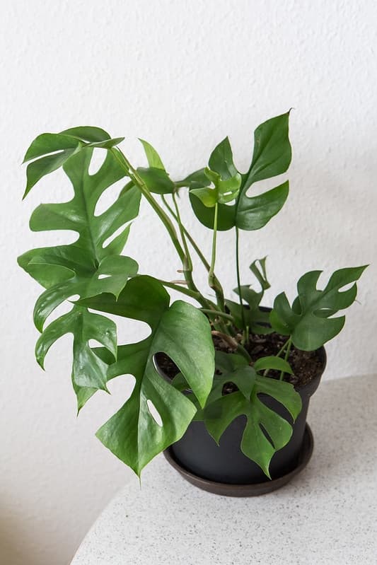 potted plant with lobed leaves like Monstera deliciosa.