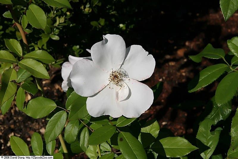 Rosa 'Sally Holmes'