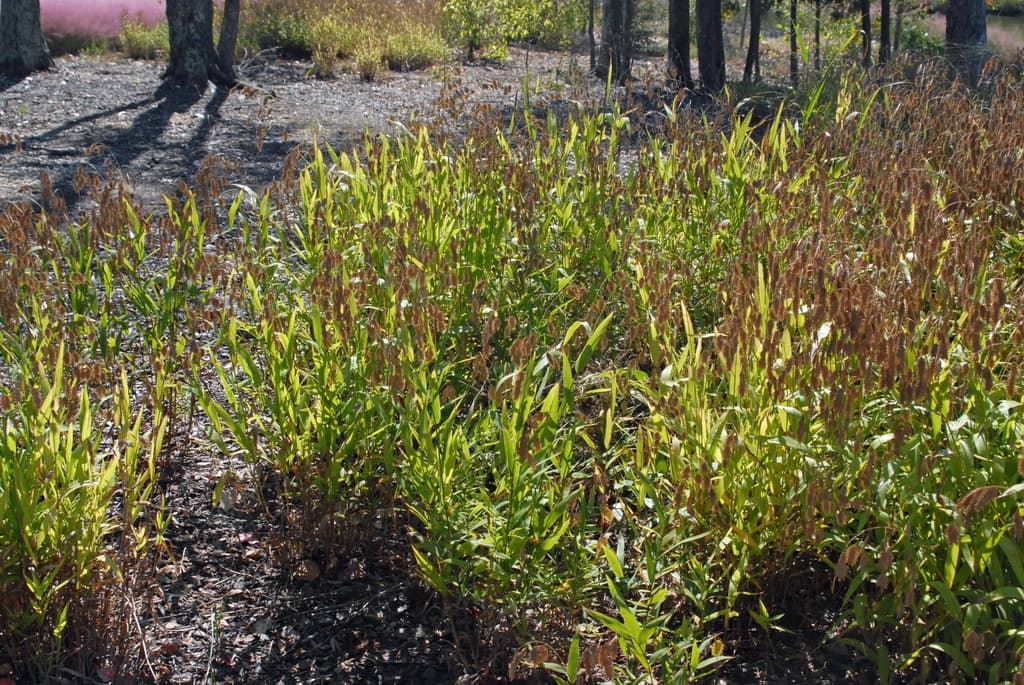 Uniola paniculata