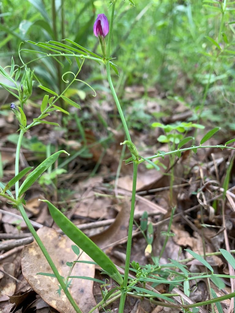 seed pod, Union County, NC