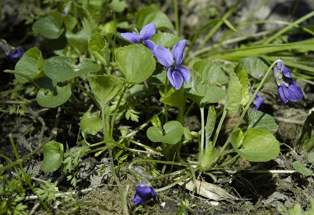 Stolons, Basal Rosette