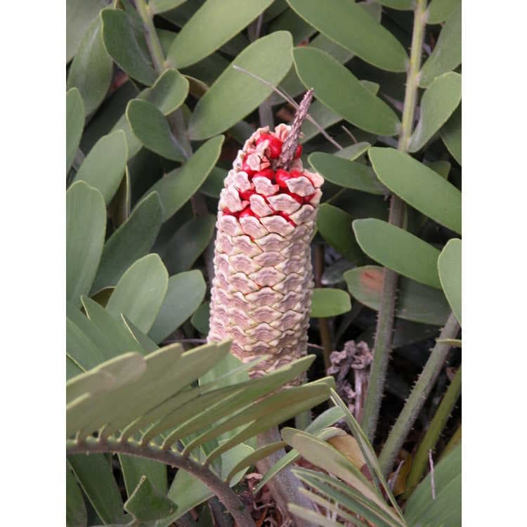 Female cone and red seeds