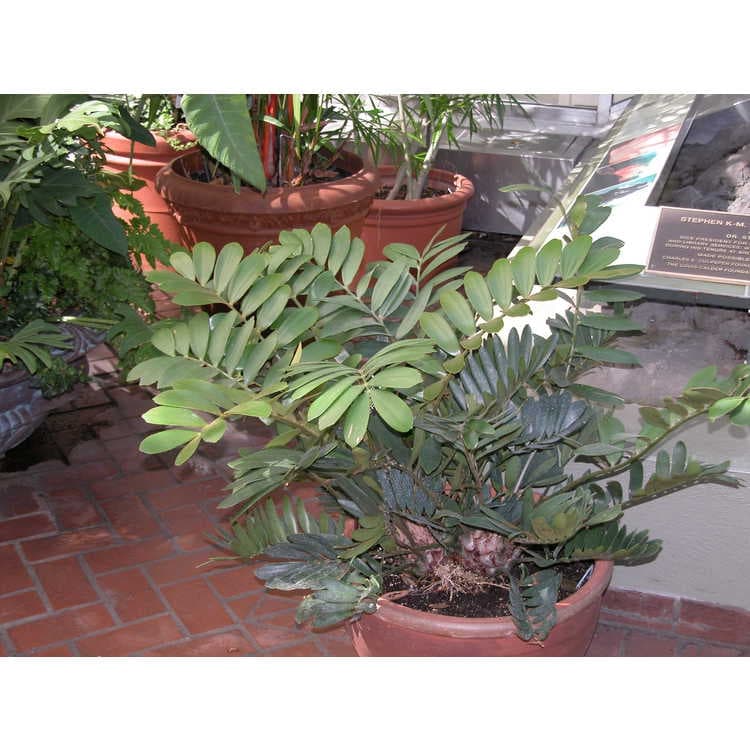 Form in a pot