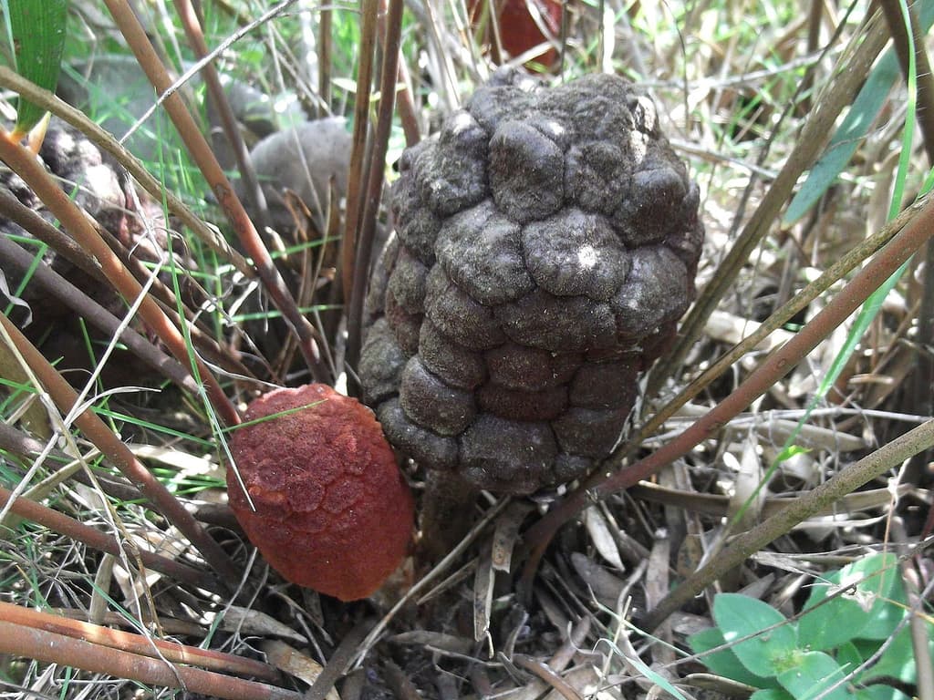 Female cone