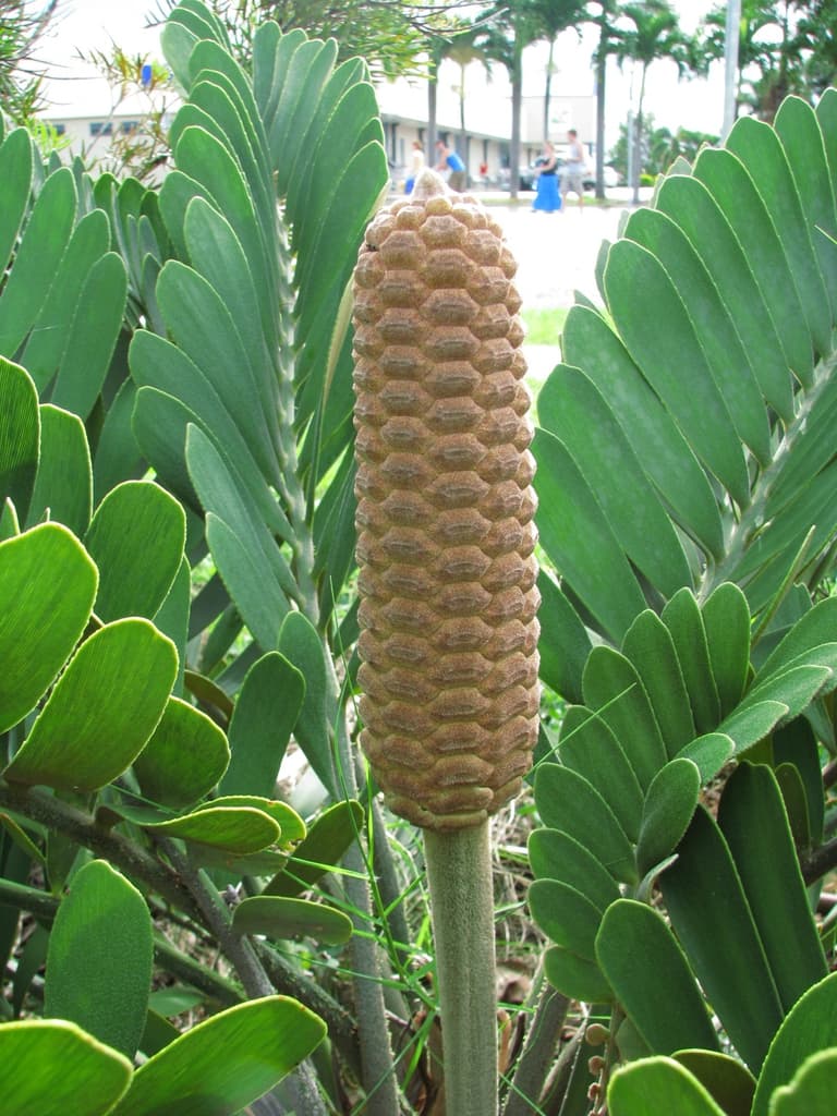 Female cone