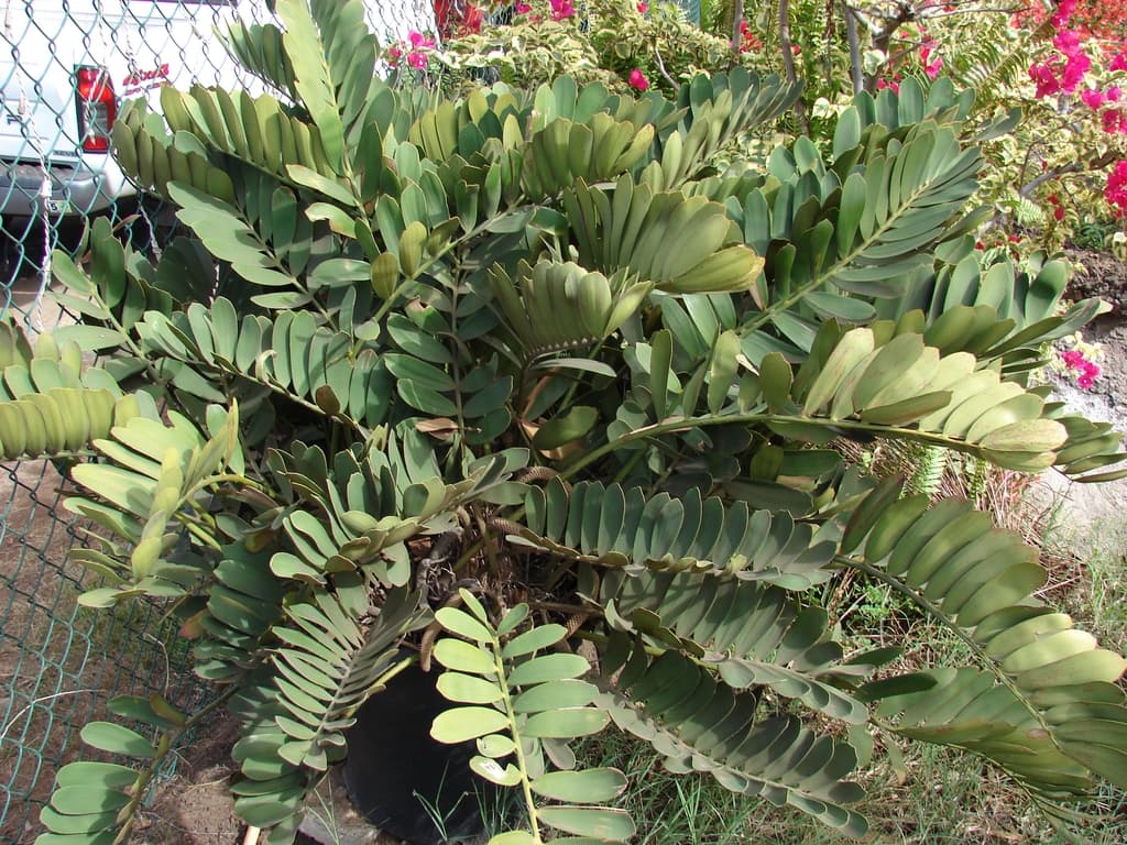 Form