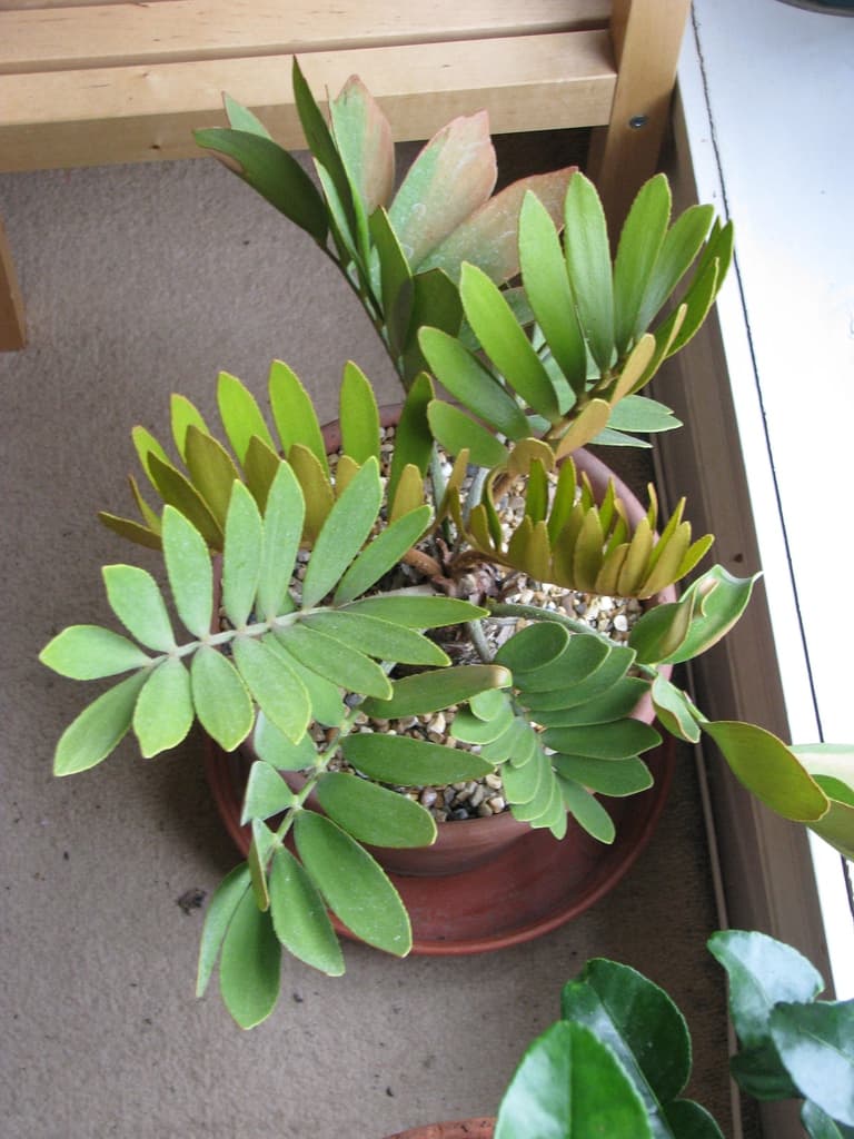 Form in a pot