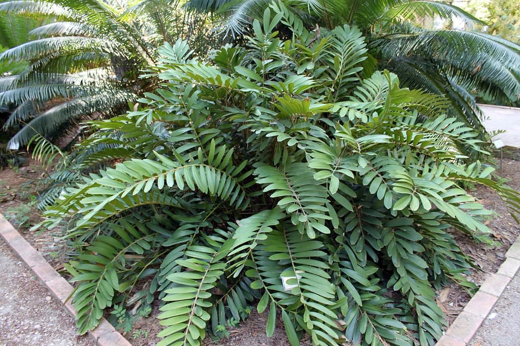 Form