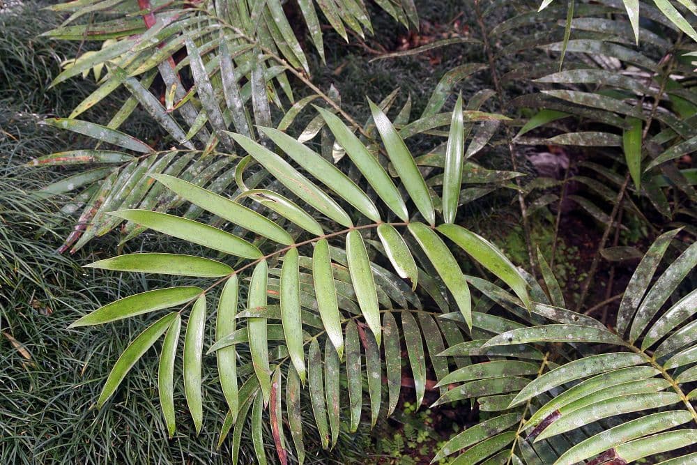 Leaves