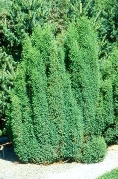 Juniperus communis 'Hibernica'