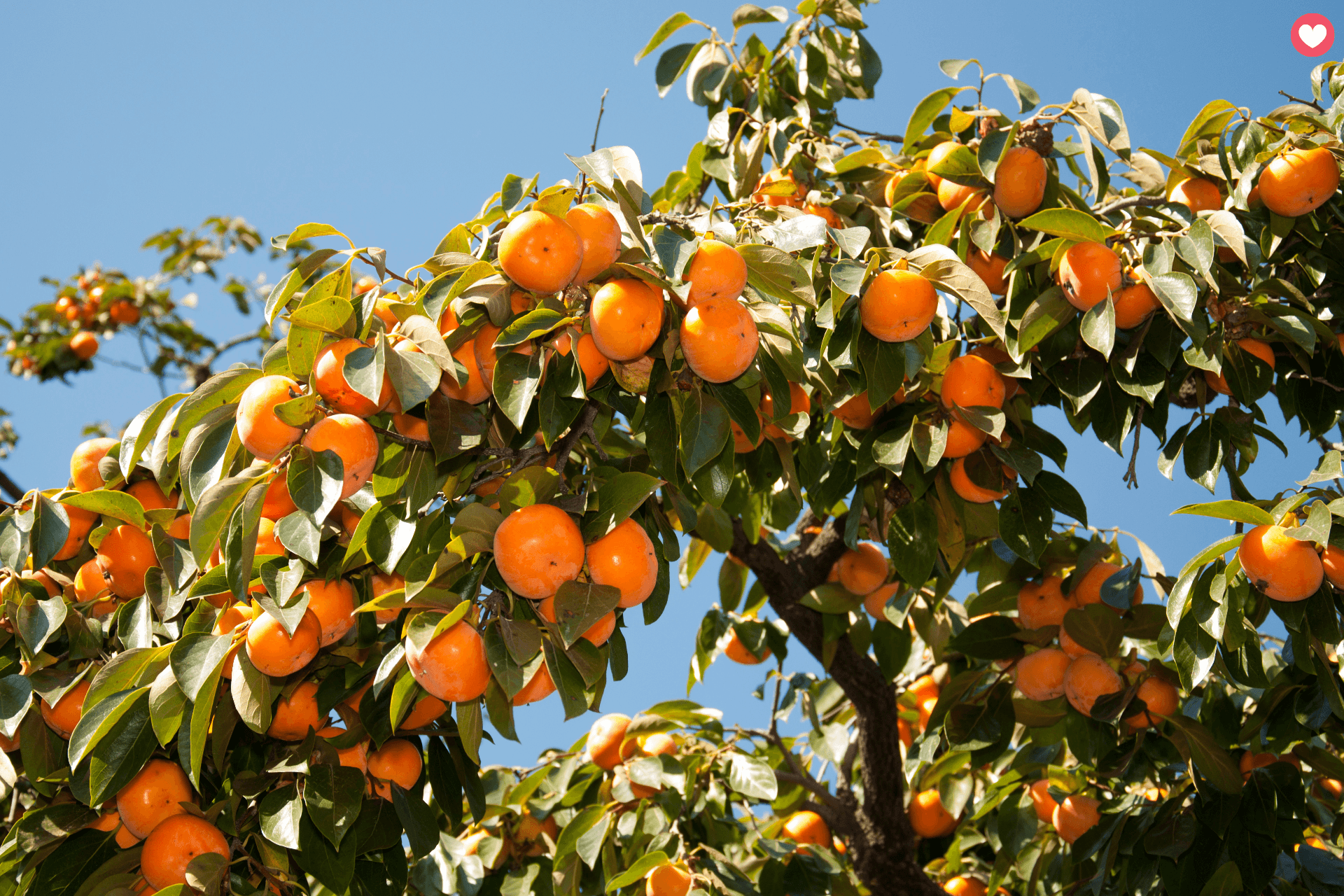 Persimmons on a tree