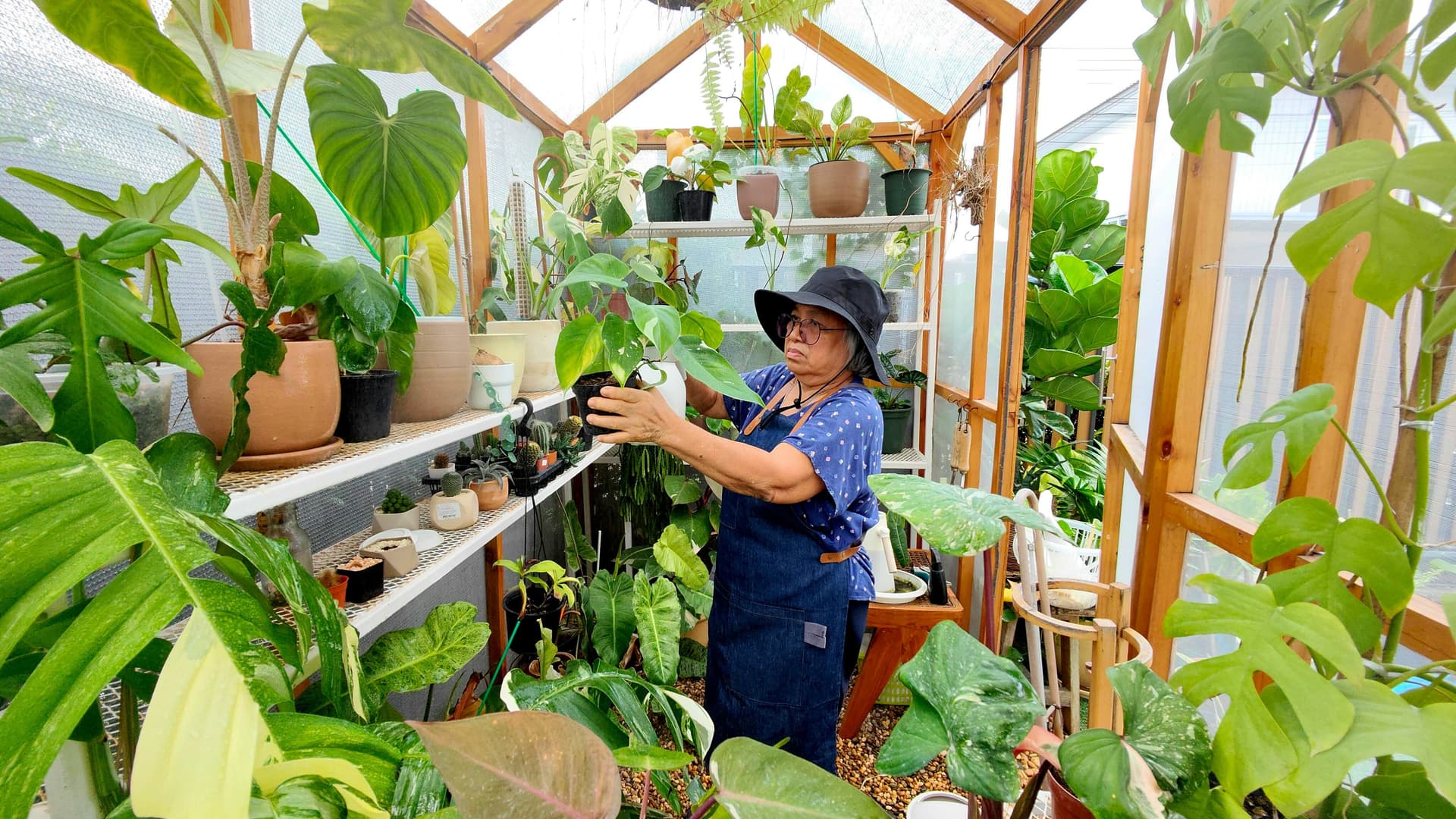 Gardener in greenhouse