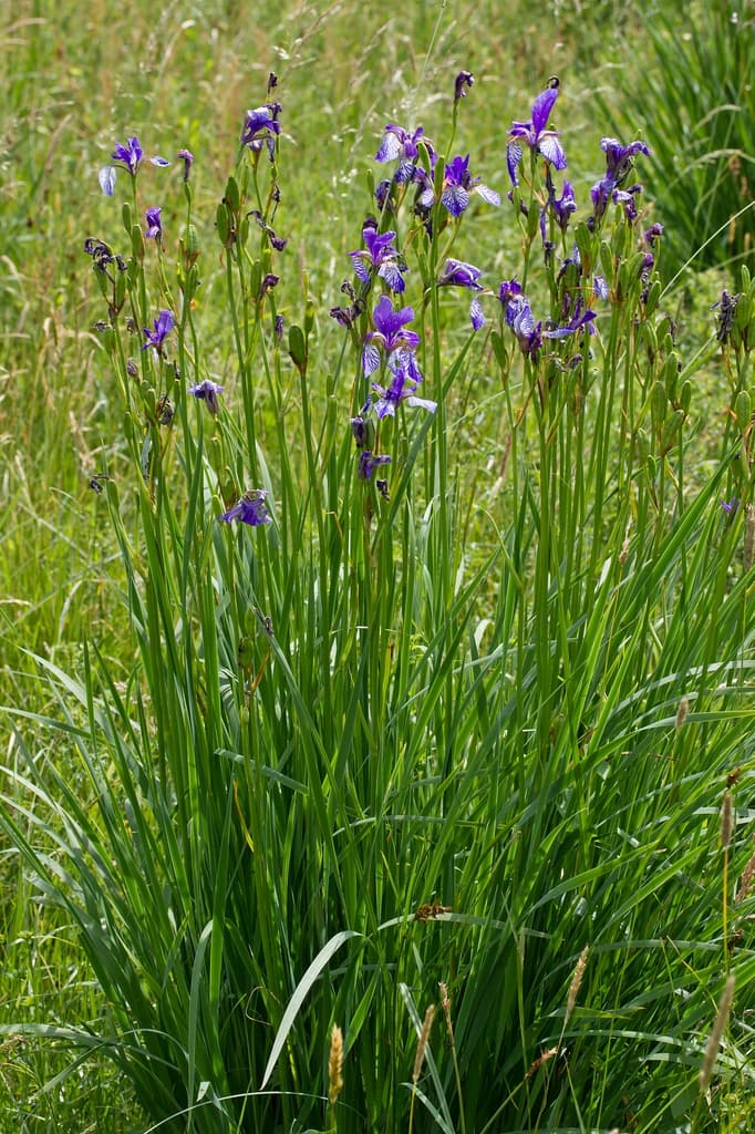 Form